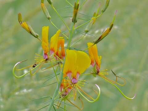 Image of Cleome angustifolia