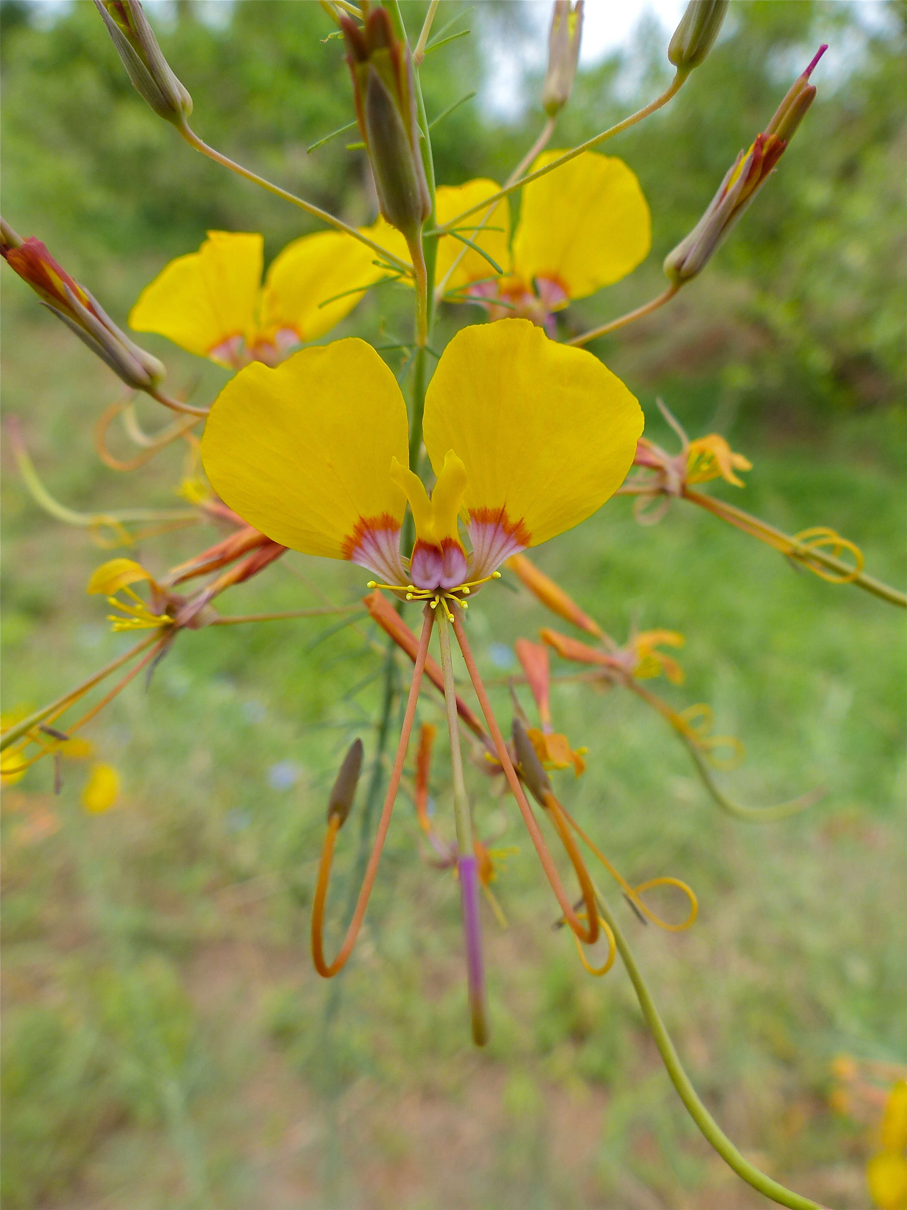 Image of Cleome angustifolia