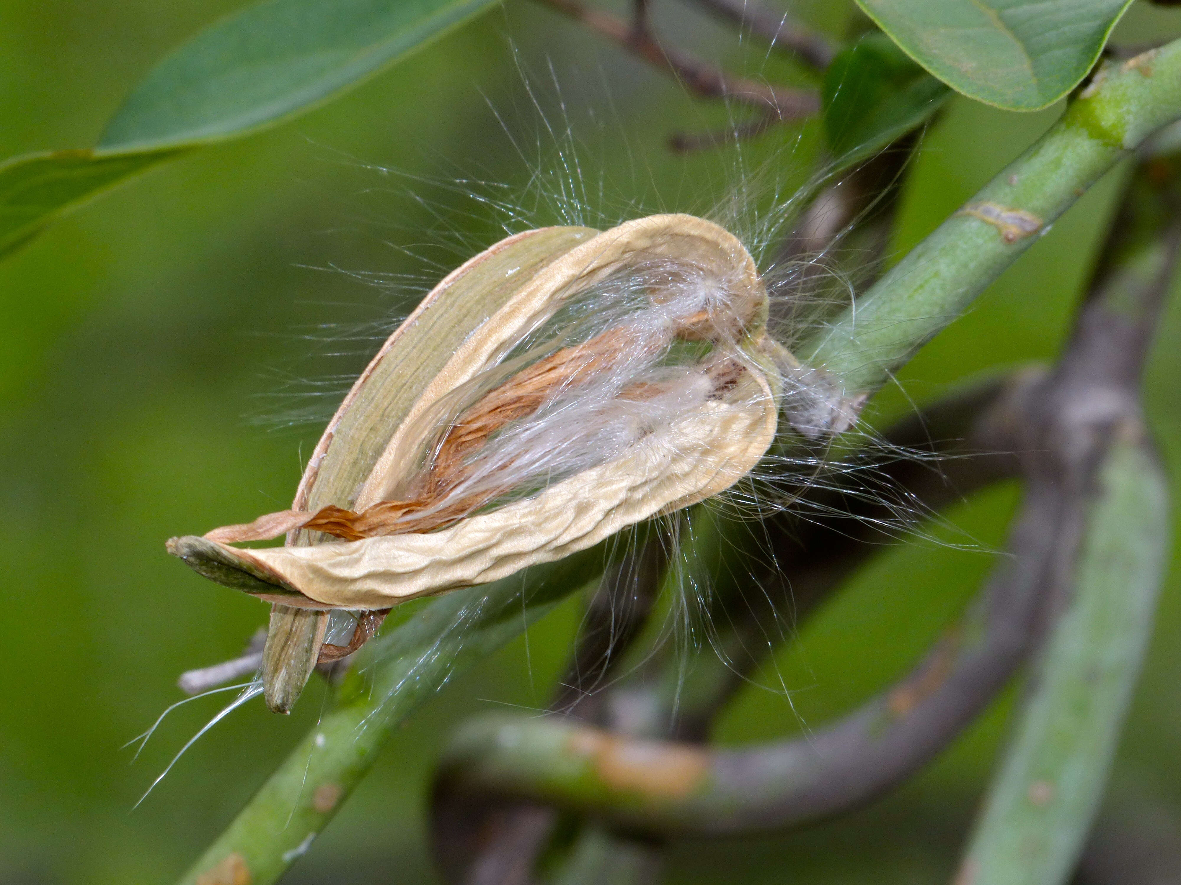 Image of Cynanchum viminale (L.) L.