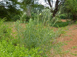 Image of Milkweed