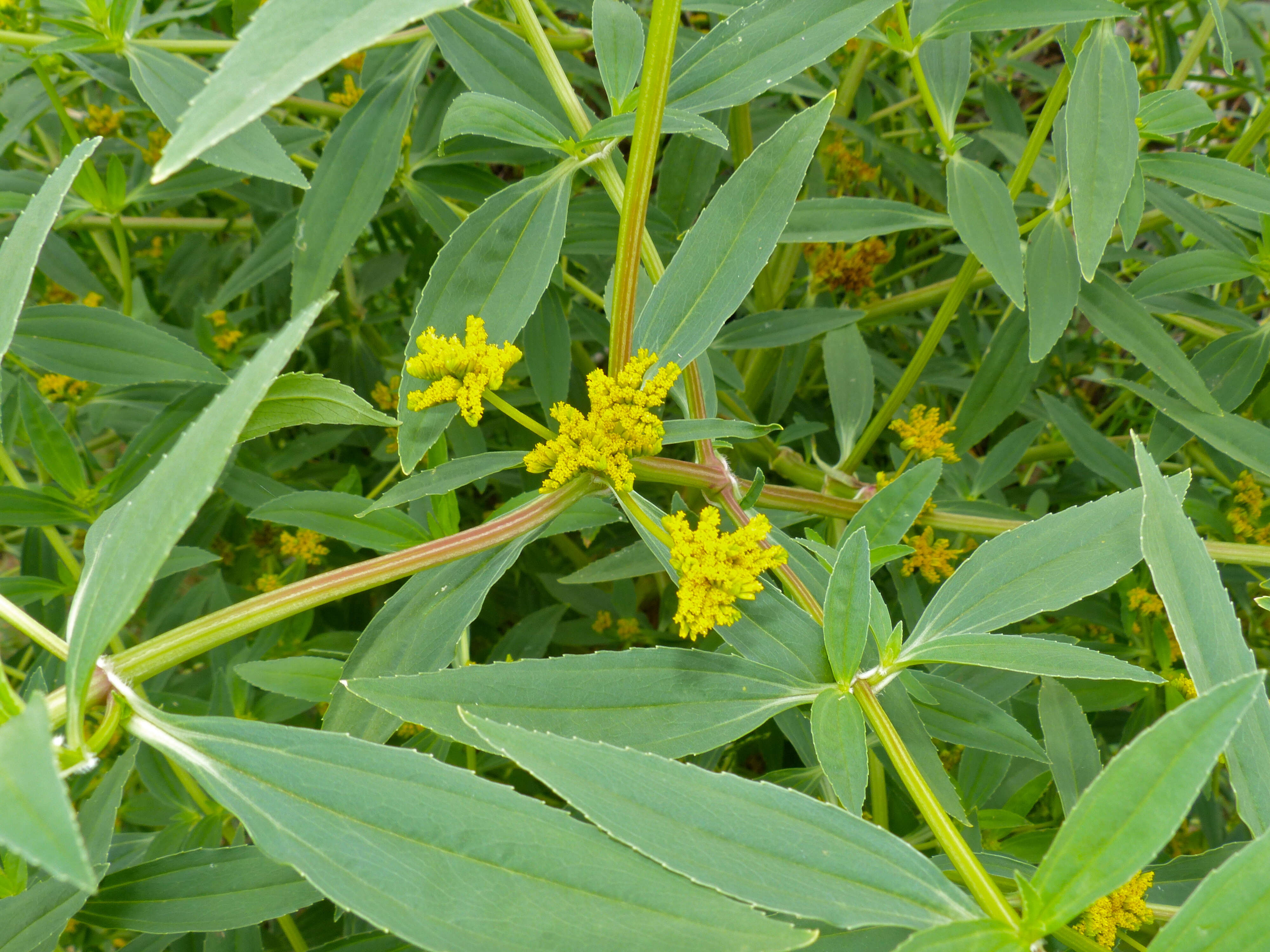 Image of coastal plain yellowtops