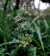 Image of panicled bulrush