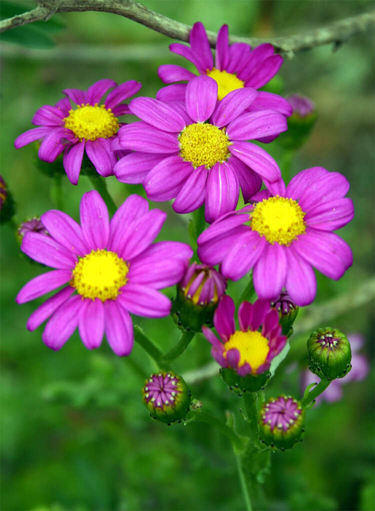 Image of redpurple ragwort