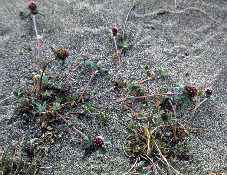 Слика од Trifolium macraei Hook. & Arn.