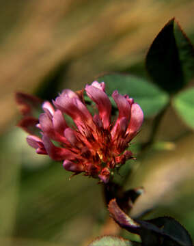 Image of whitetip clover