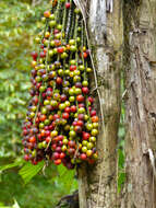 Image of Burmese fishtail palm