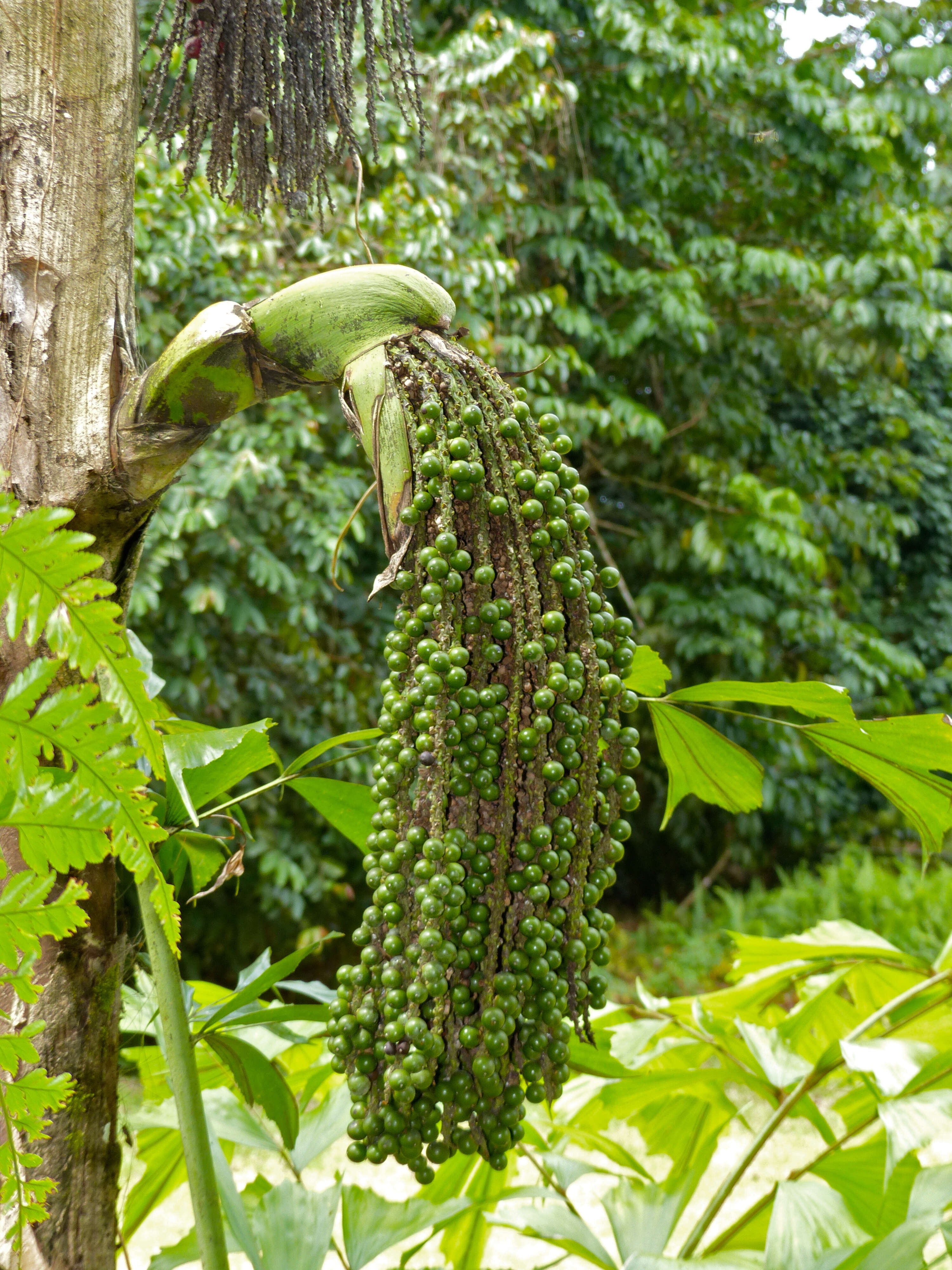 Image of Burmese fishtail palm