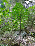 Image of Caryota no Becc.