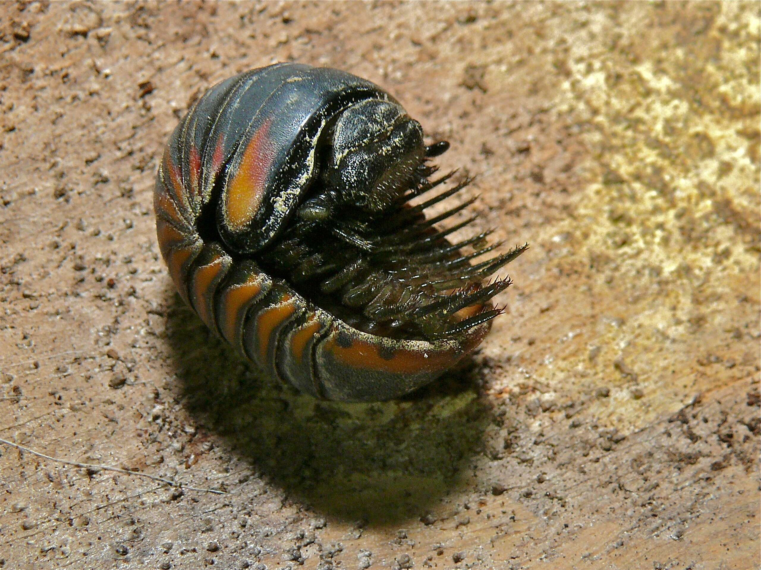Image of Zephroniidae