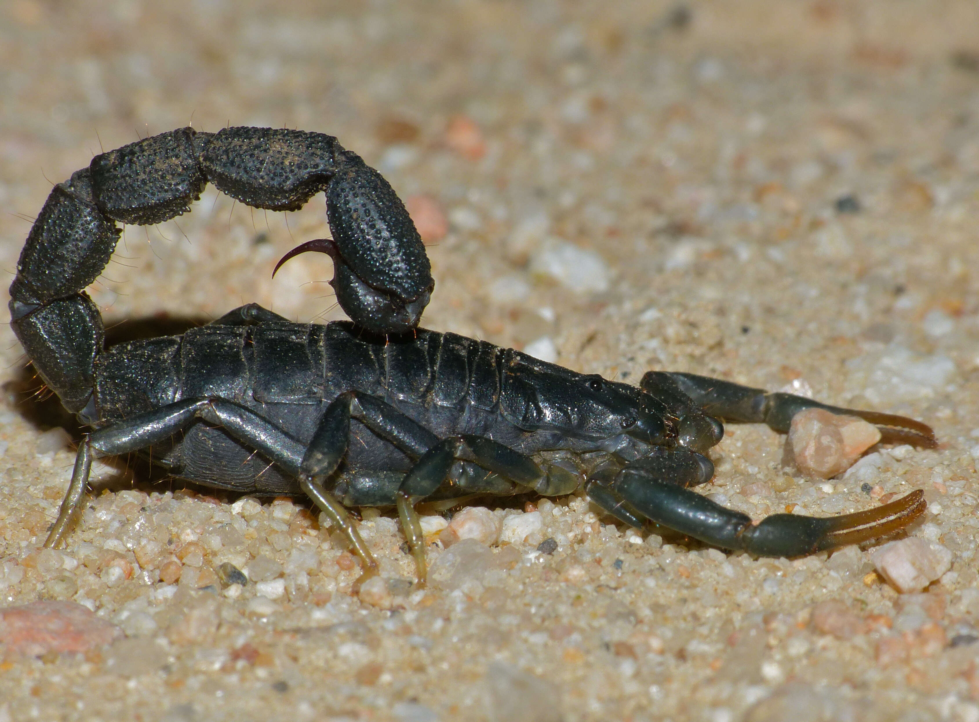 Image of Uroplectes olivaceus Pocock 1896