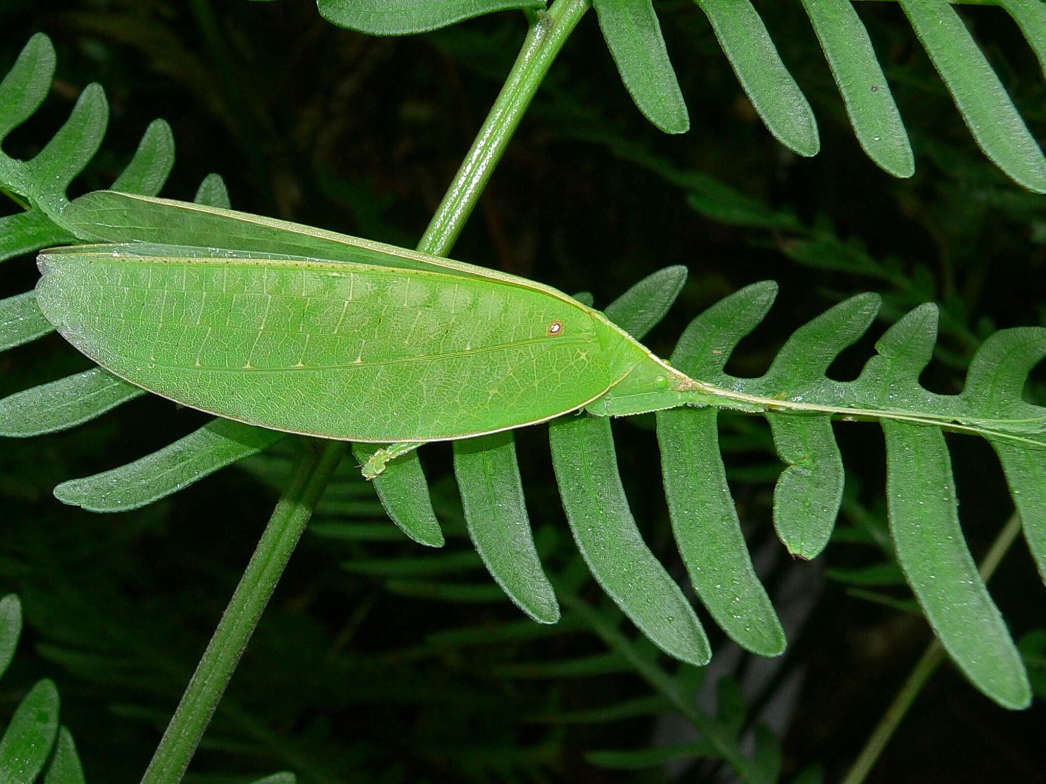 Image of Pseudophyllus