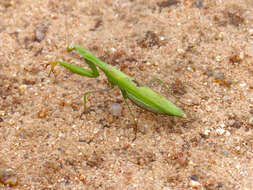 Image of Mantis