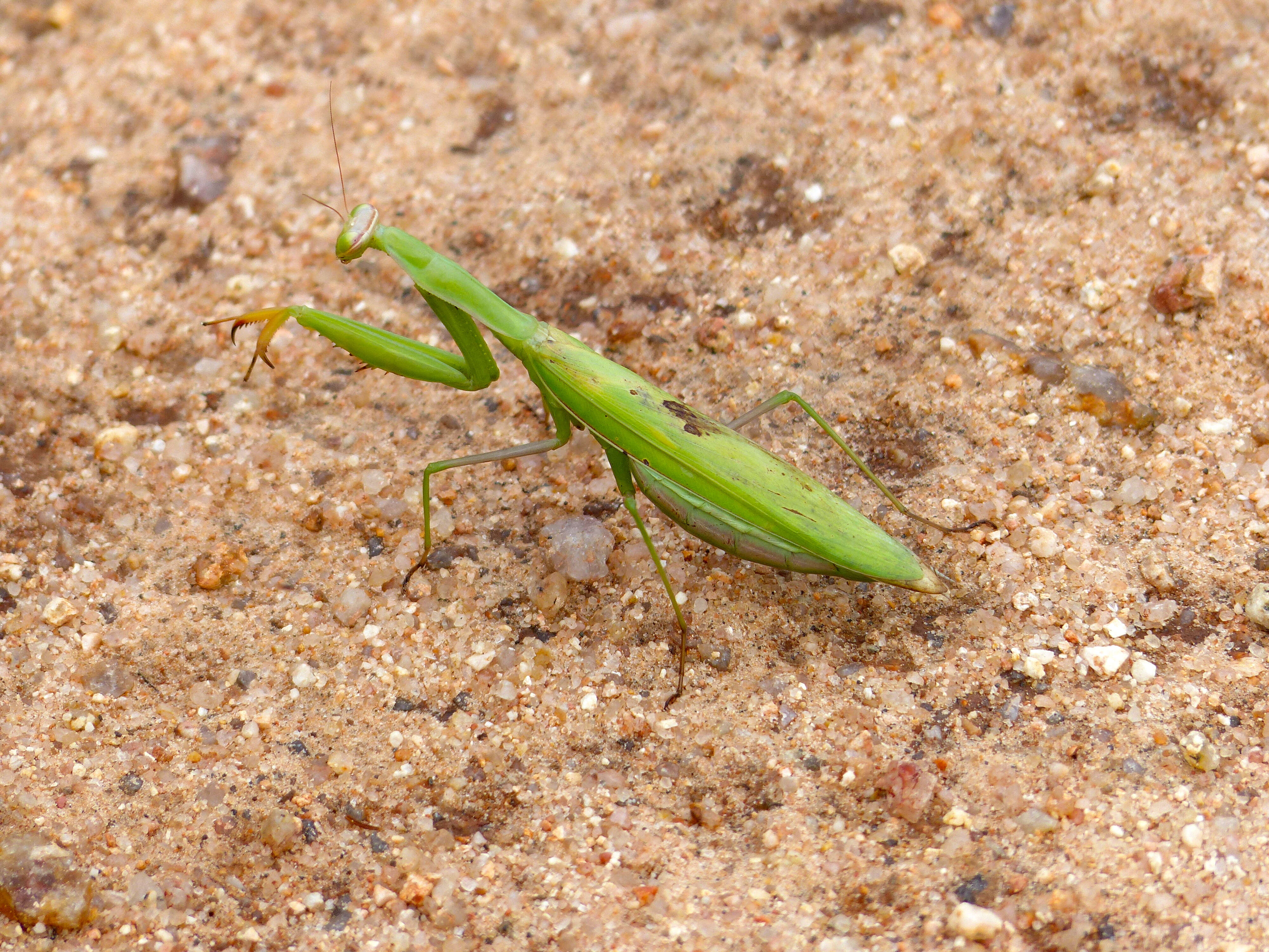 Image of Mantis