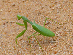 Image of African mantis