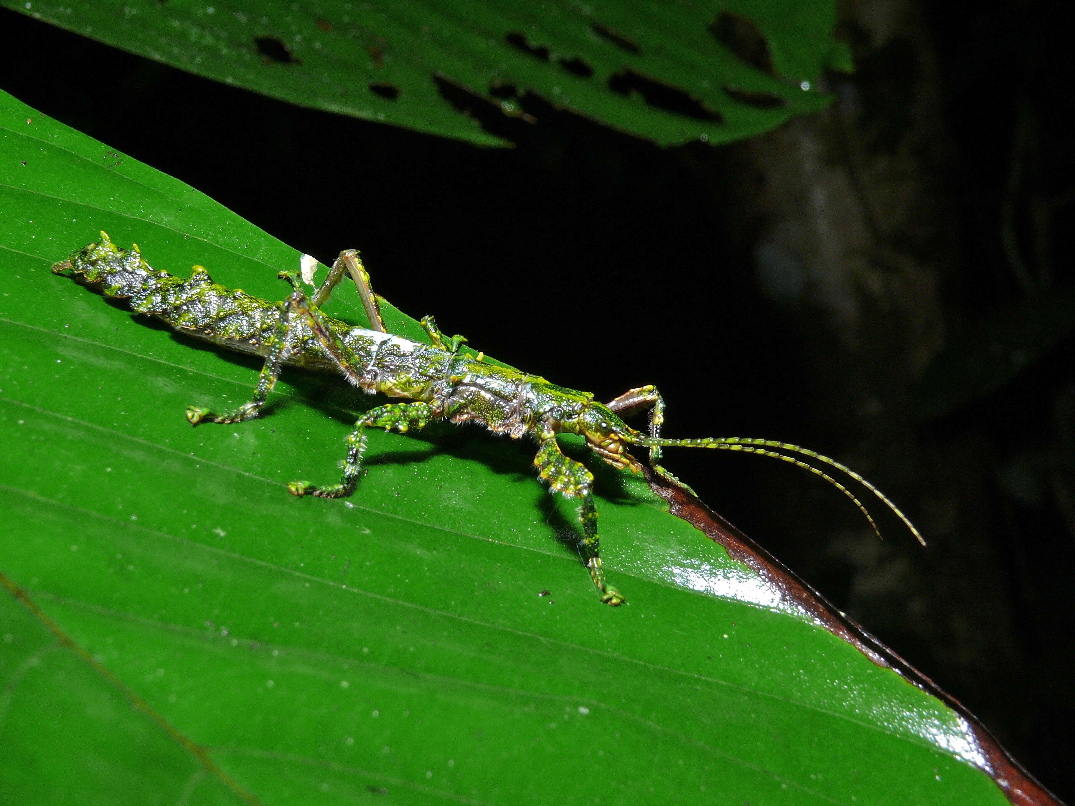 Image of Aschiphasmatidae