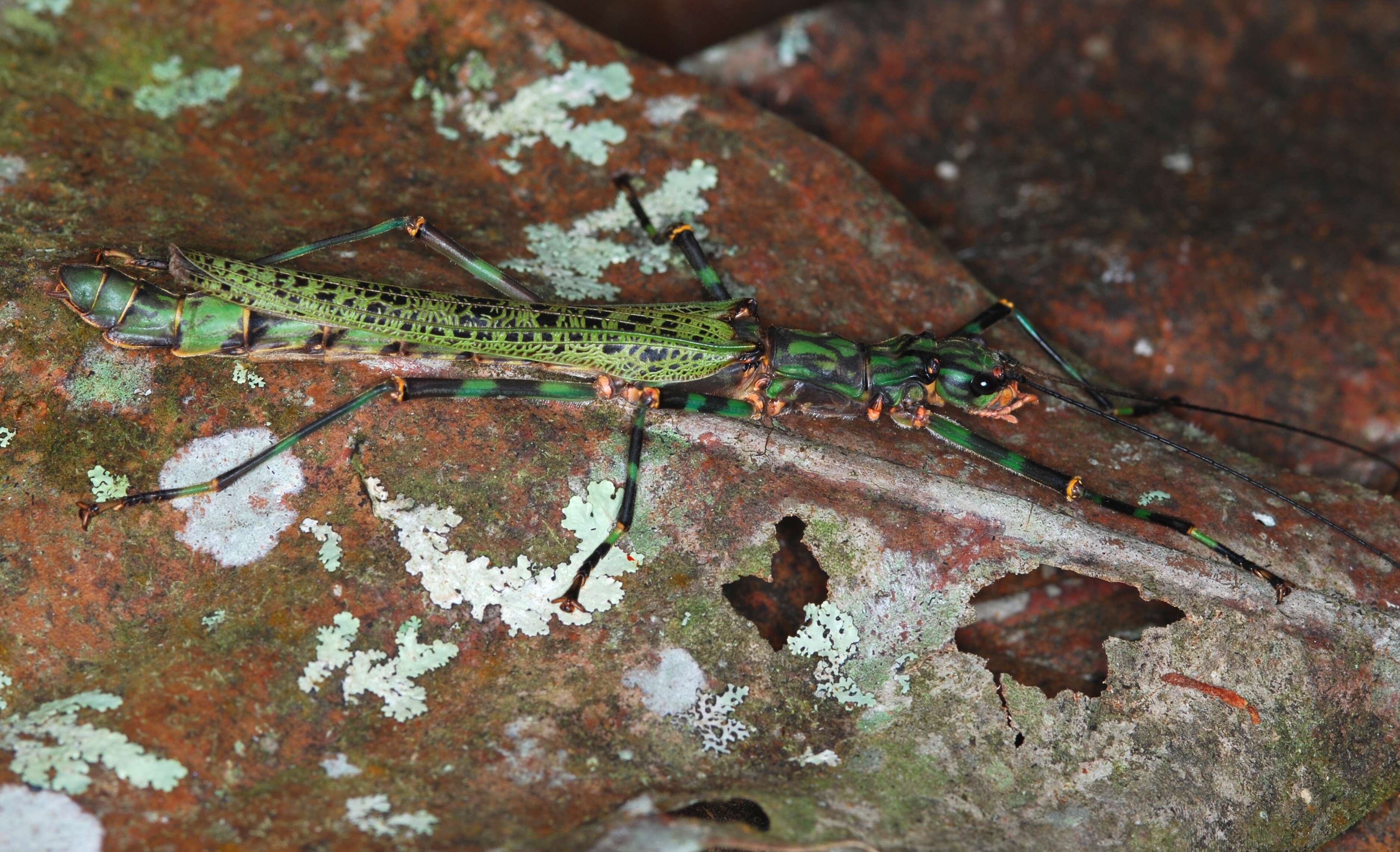 Image of Aschiphasmatidae