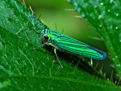 Imagem de Cicadellini