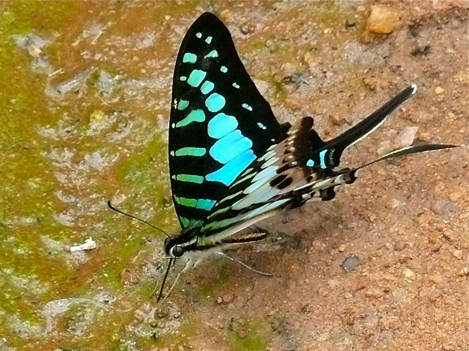 Image de Graphium policenes (Cramer (1775))