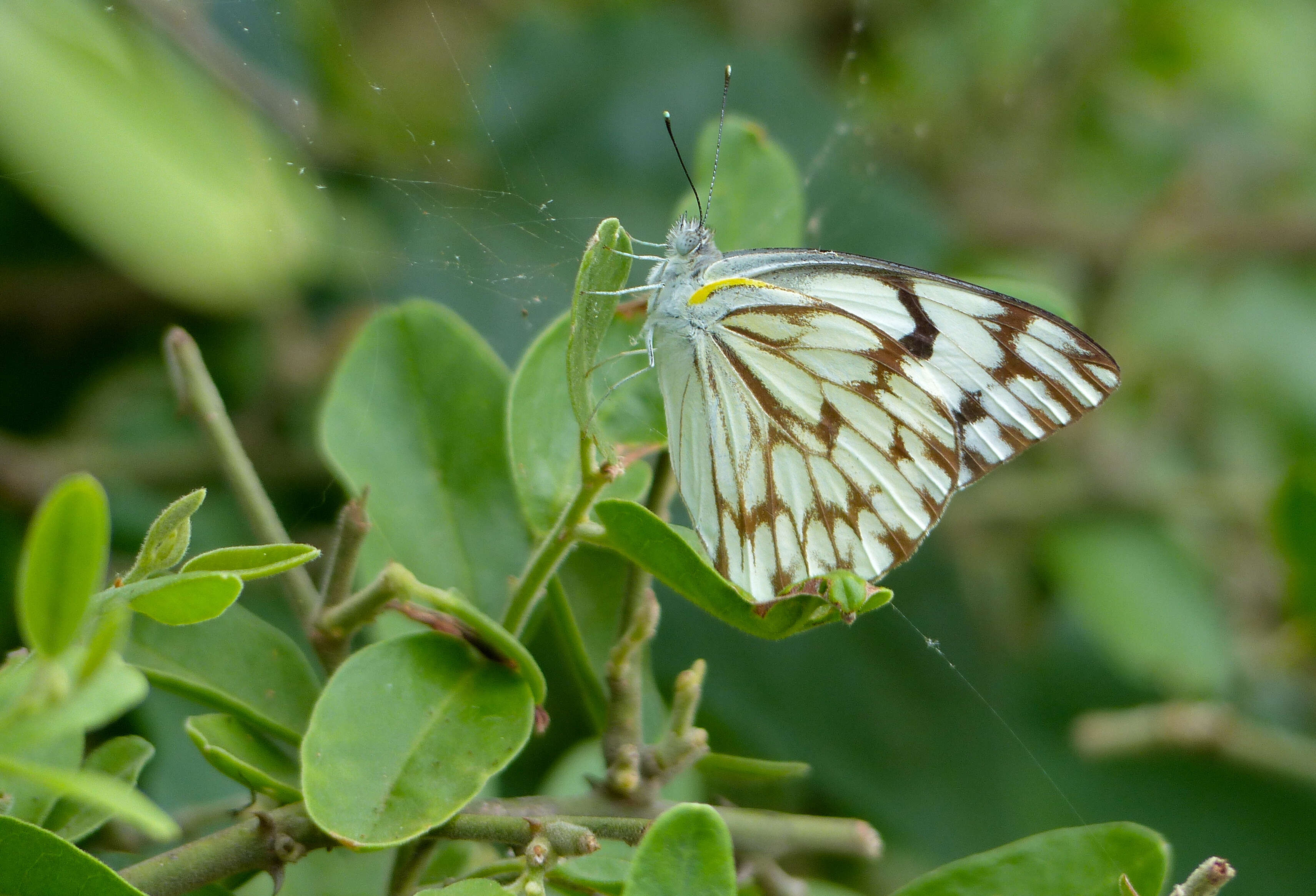 Image of Belenois gidica (Godart (1819))