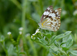 Image of Belenois gidica (Godart (1819))