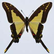 Image of Protographium dioxippus lacandones