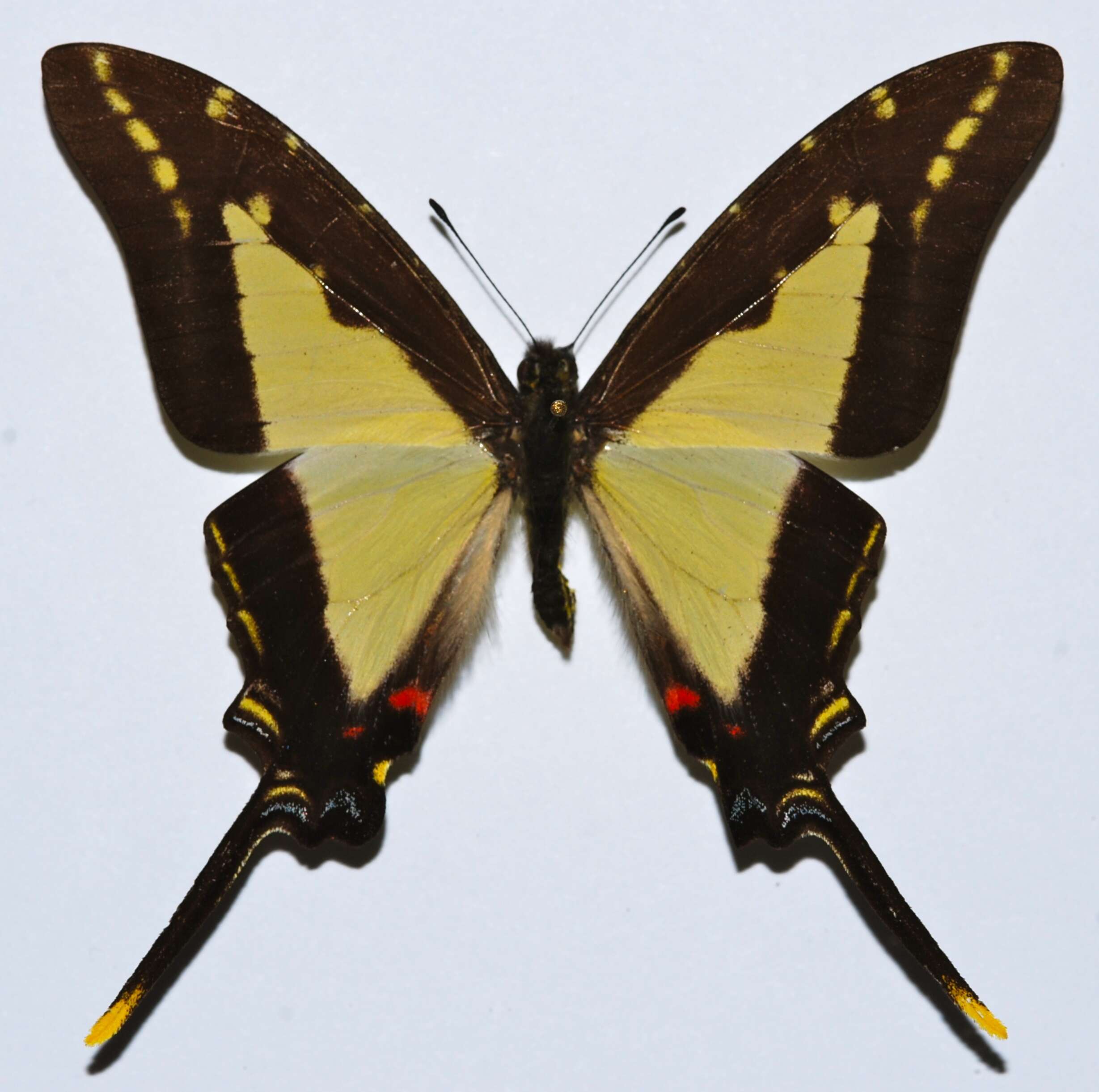 Слика од Protographium dioxippus lacandones