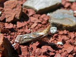 Ancylosis cinnamomella Duponchel 1836 resmi