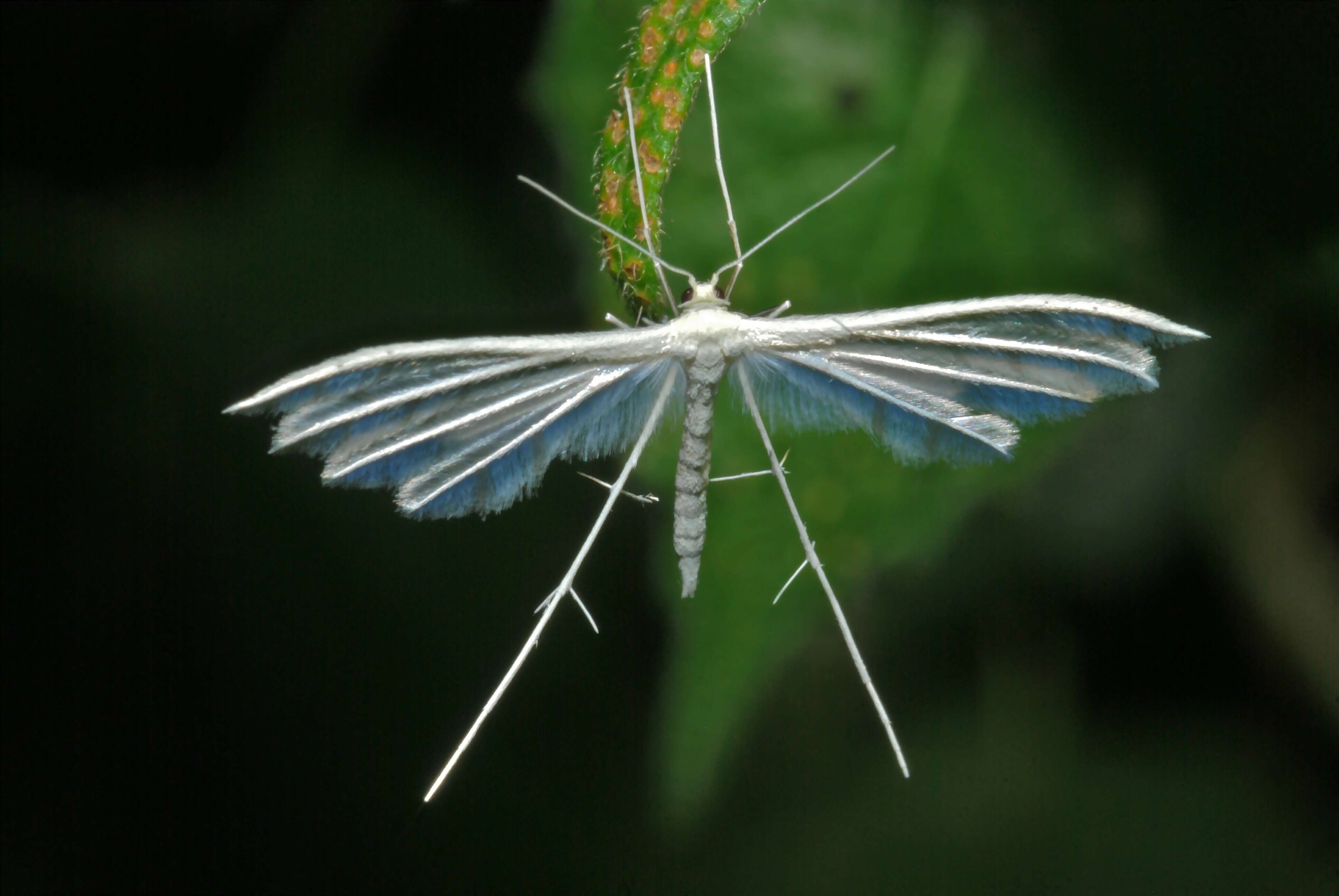 Imagem de Pterophorus albidus