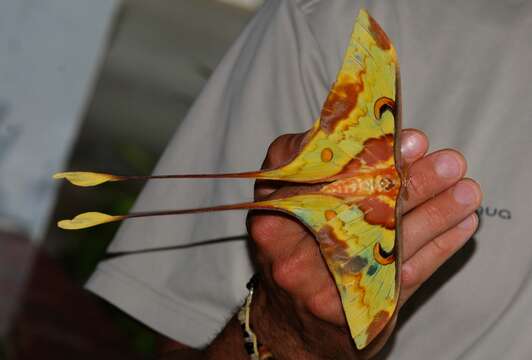 Image of Malaysian moon moth