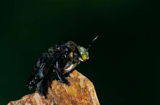 Image of Xylocopa latipes (Drury 1773)