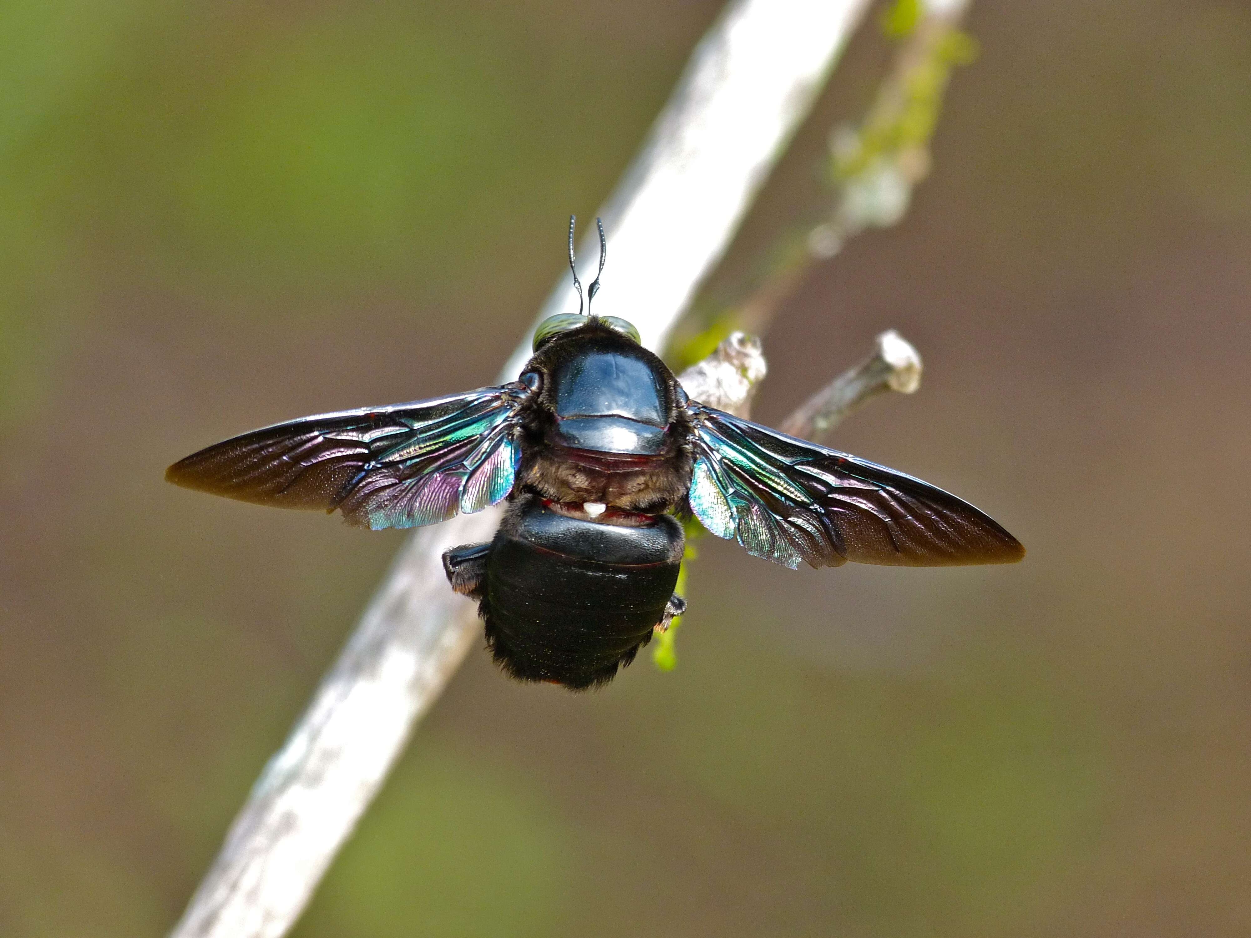 Image of Xylocopa latipes (Drury 1773)