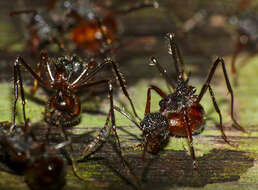 Image of Dolichoderus beccarii Emery 1887