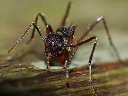 Image de Dolichoderus beccarii Emery 1887