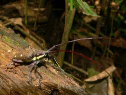 Image of Taeniotes xanthostictus Bates 1880