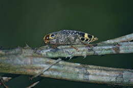 Image of Polybothris luczoti