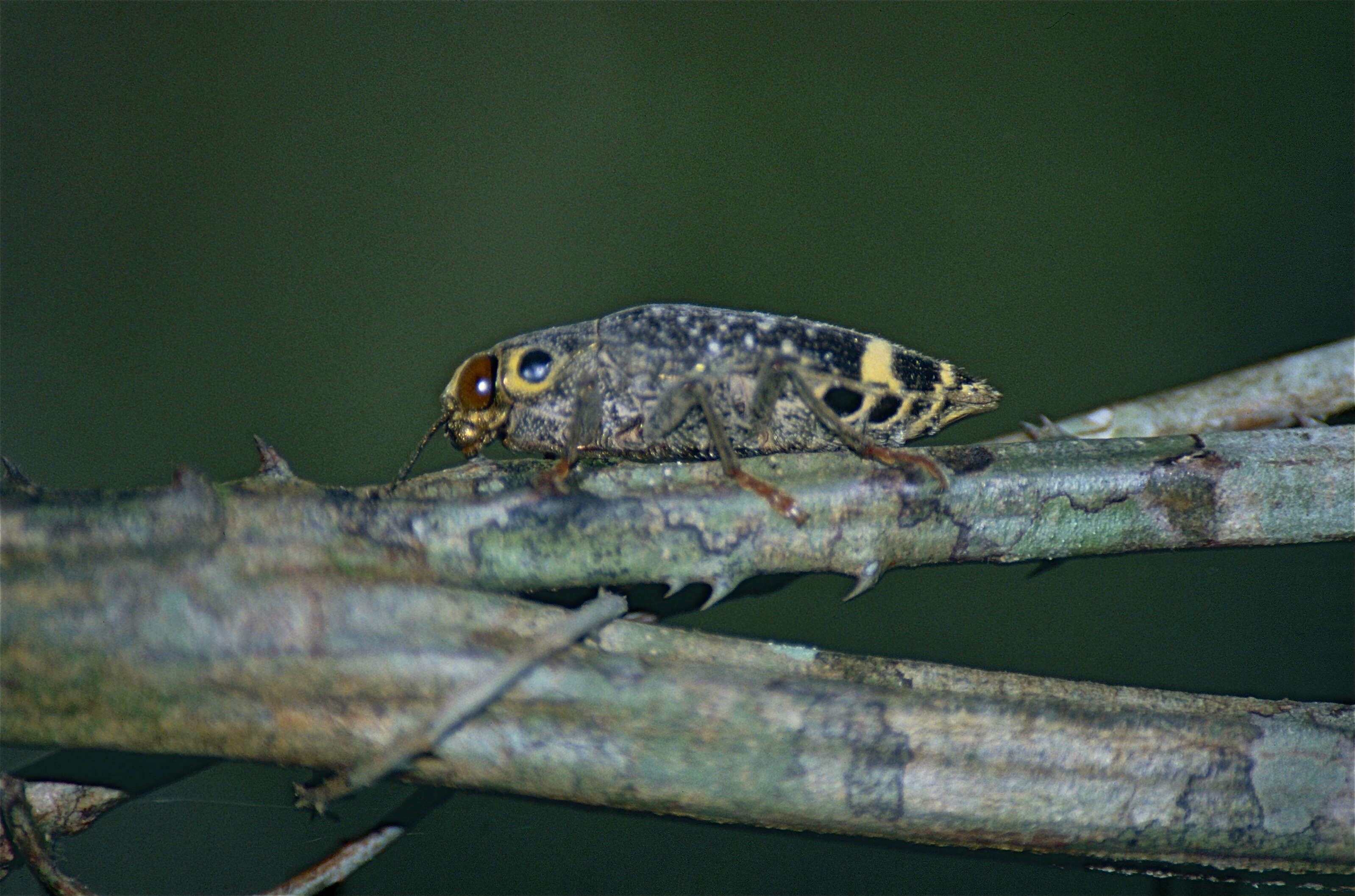 Image of Polybothris luczoti