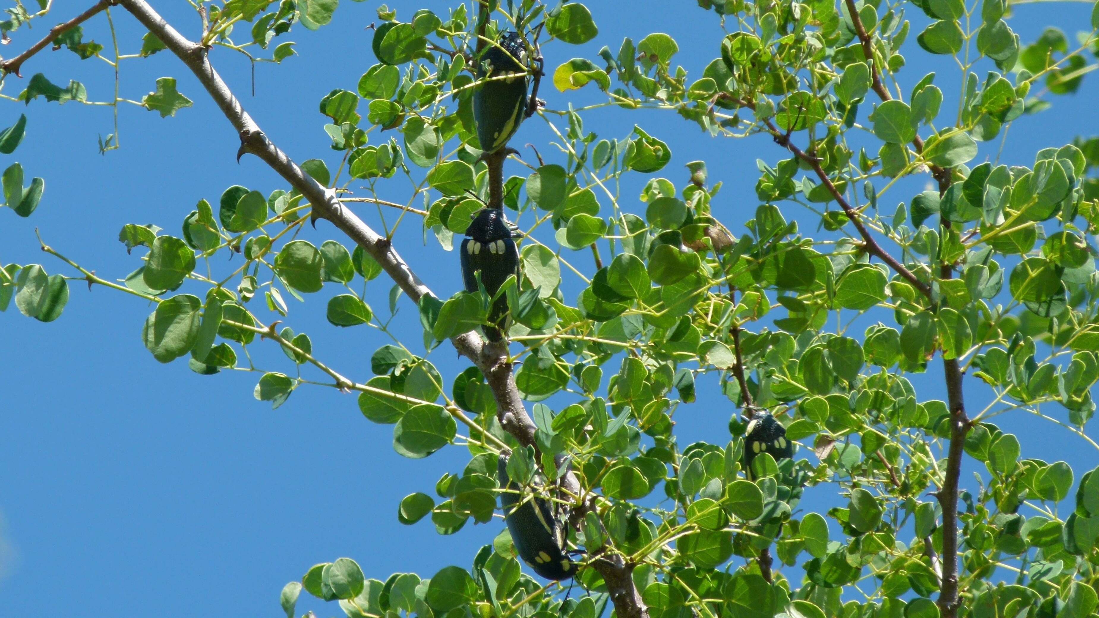 Imagem de Sternocera orissa Buquet 1837