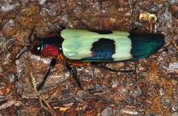 Image of Chrysochroa buqueti (Gory 1833)