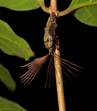 Image of callirhipid cedar beetles