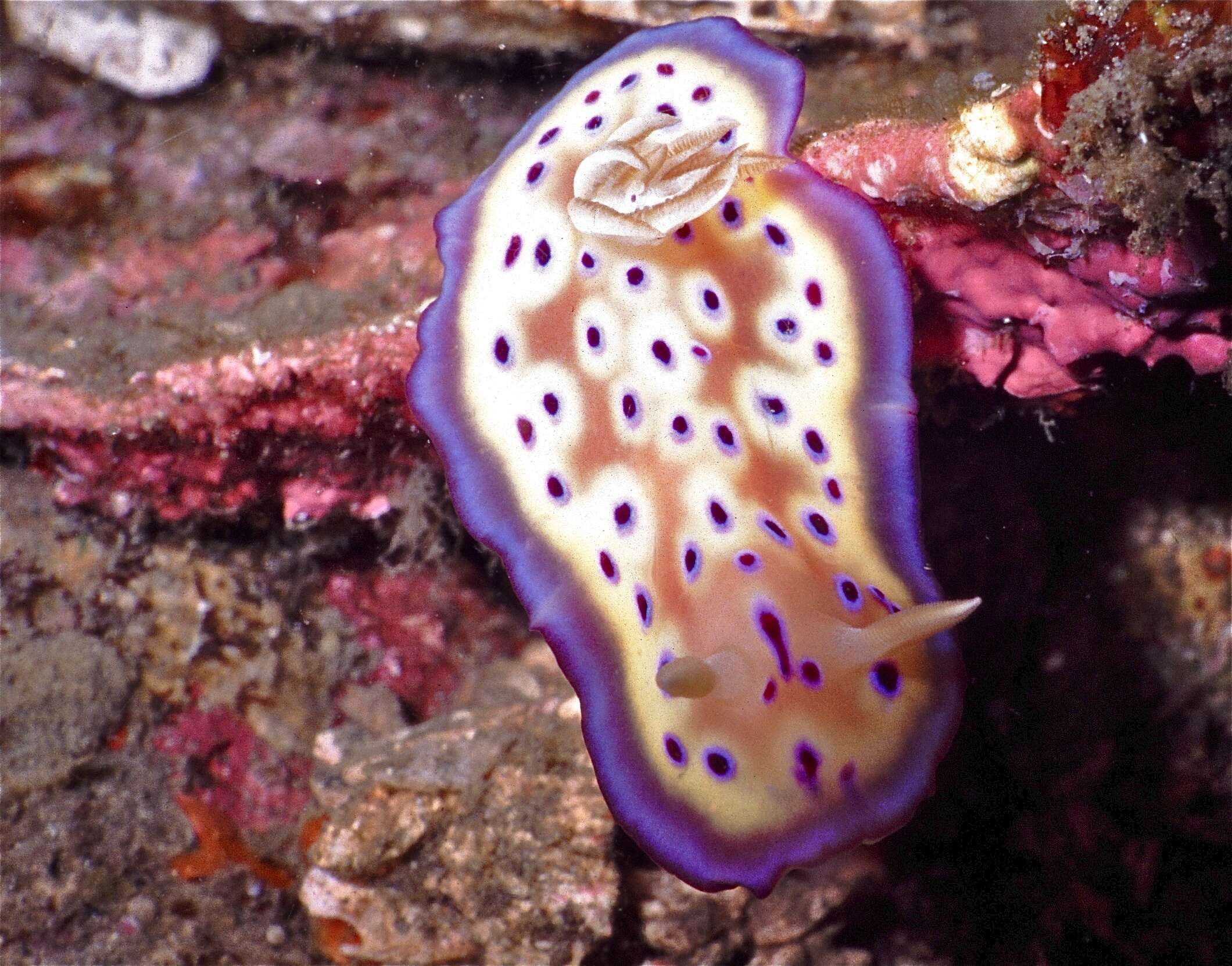 Image of Purple spot skirt lifter slug