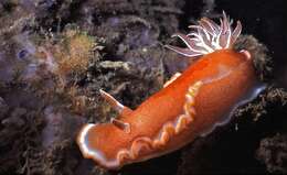 Image of Red-margined orange slug