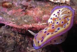 Image of Purple spot skirt lifter slug