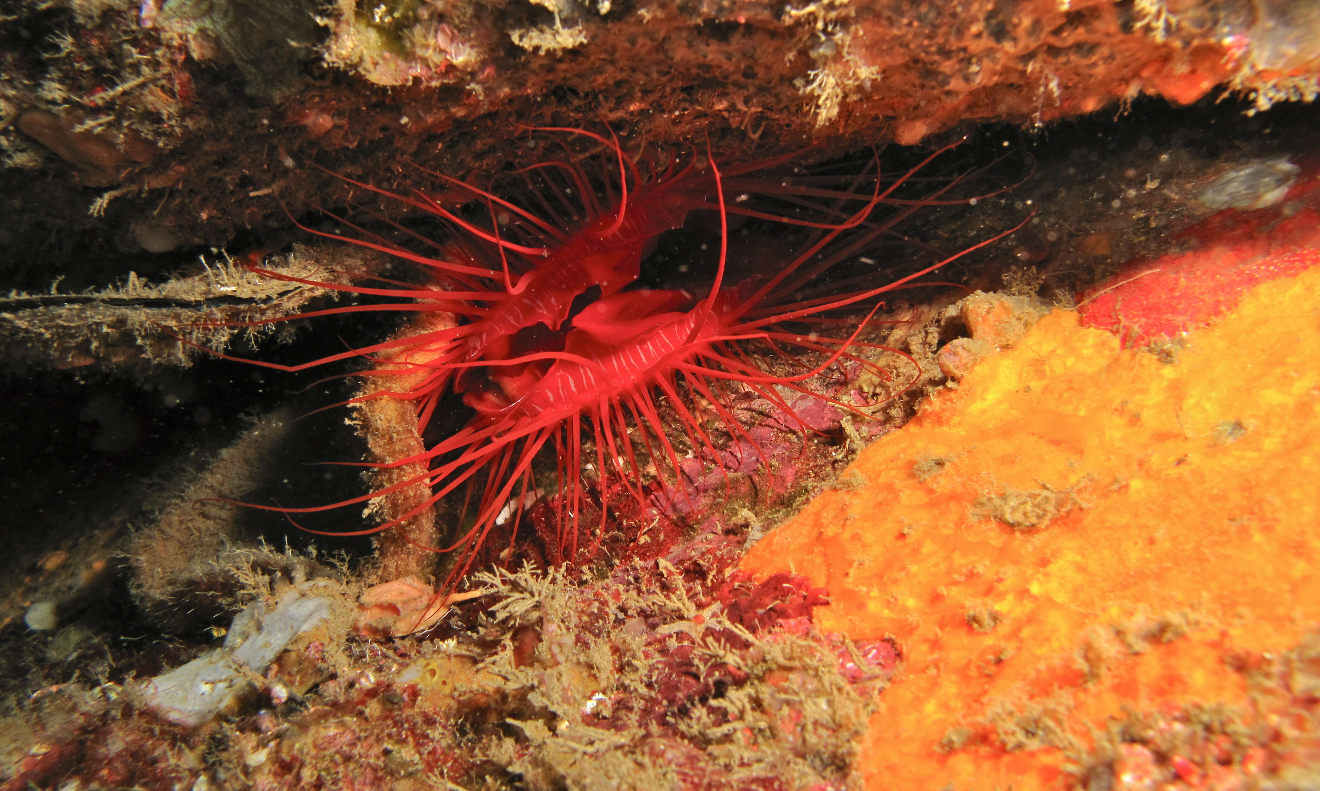 Image of Electric Flame Scallop