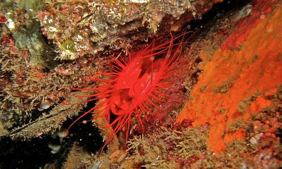 Image of Electric Flame Scallop