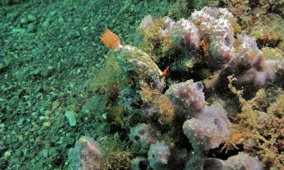 Image of Red gilled yellow spotted green slug