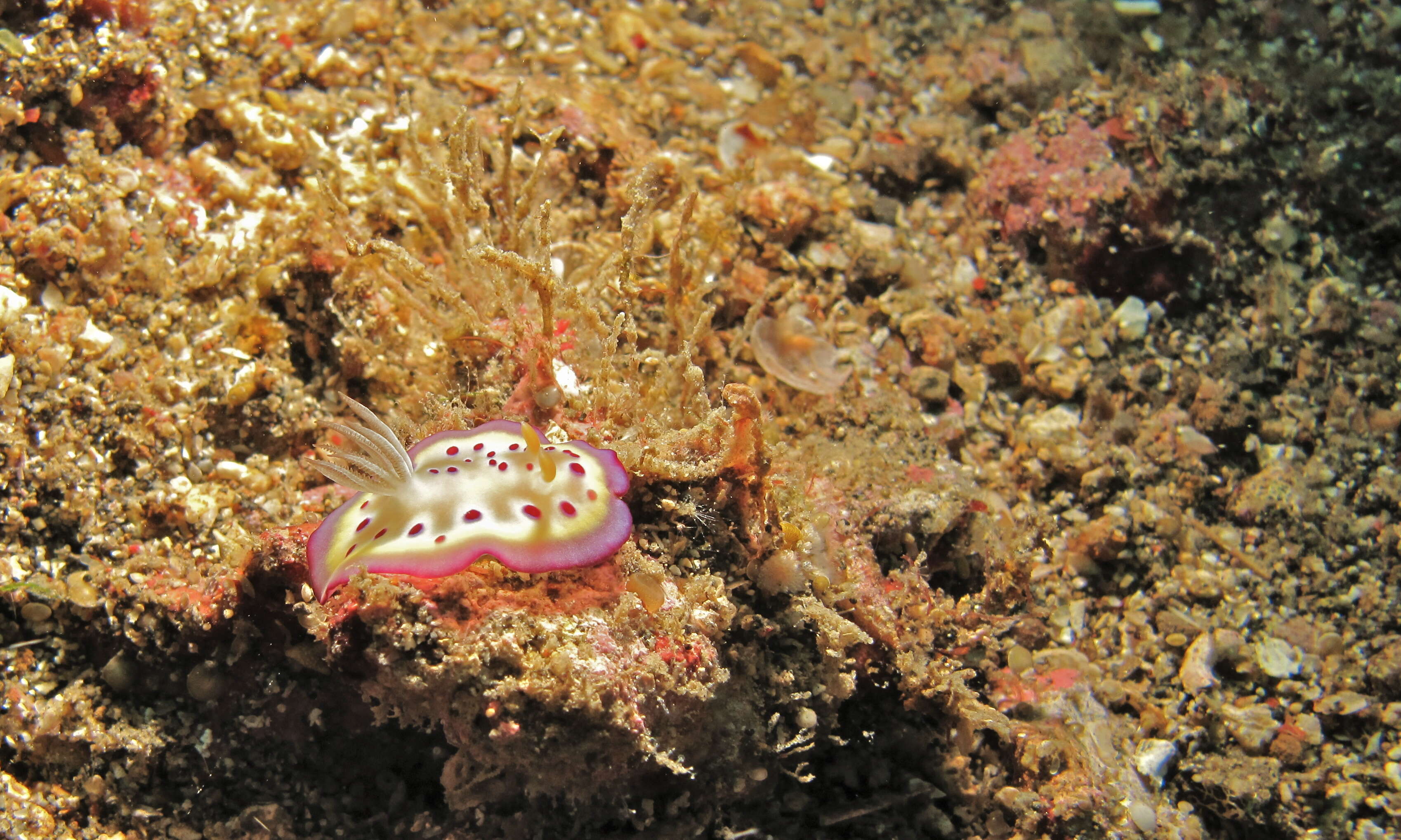 Image of Purple spot skirt lifter slug