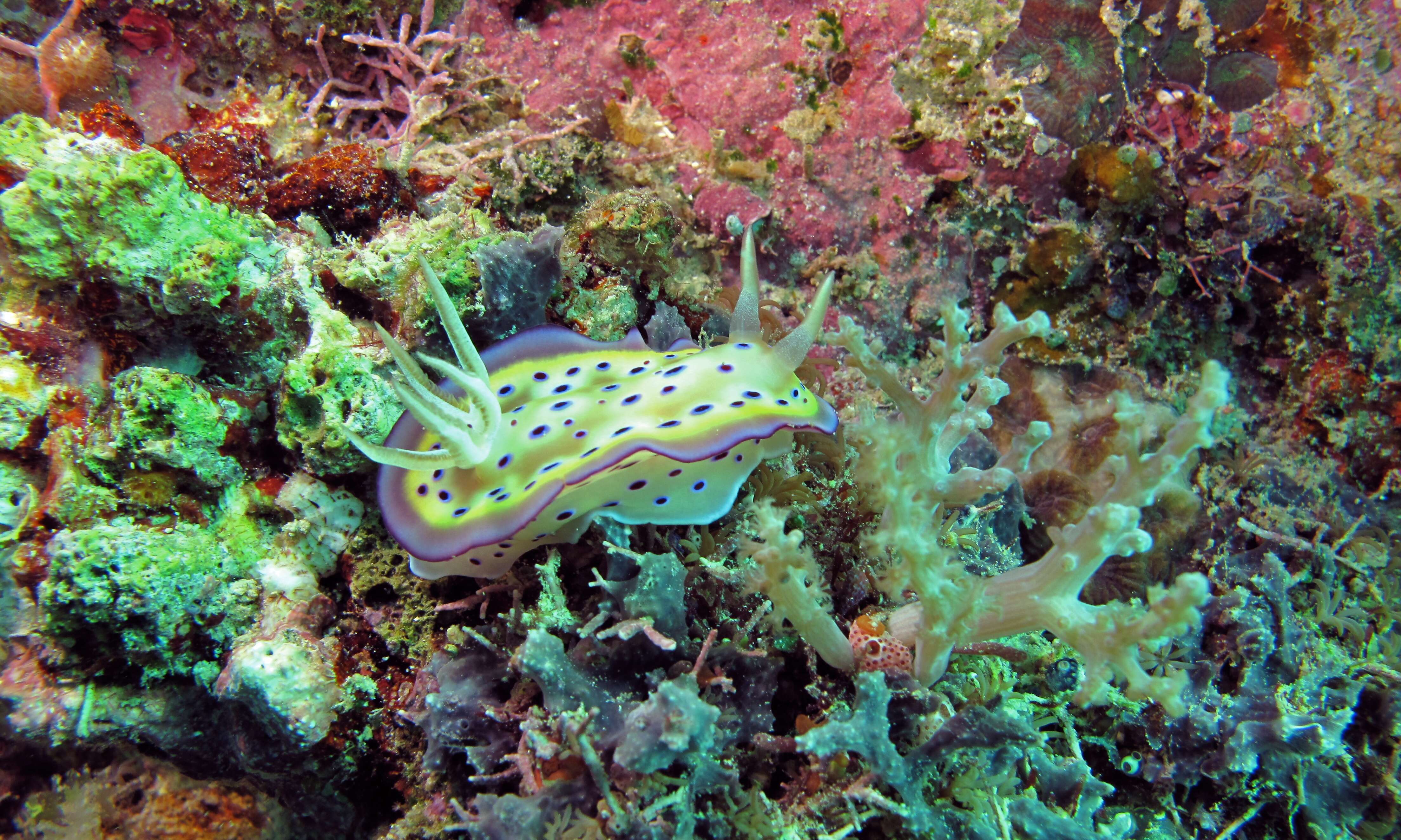 Image of Purple spot skirt lifter slug