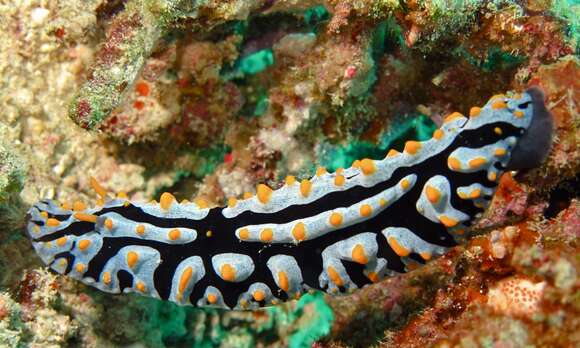 Image of Lumpy black bluegrey orange slug