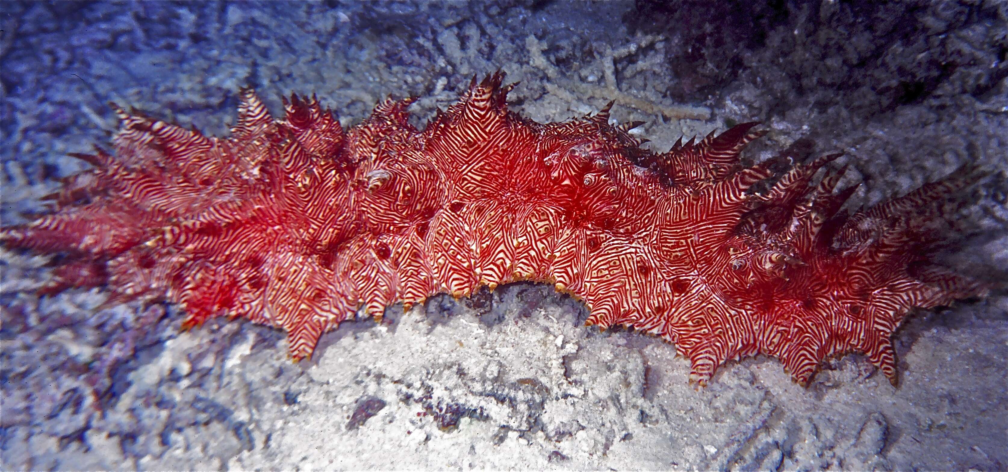 Image of Thelenota rubralineata Massin & Lane 1991