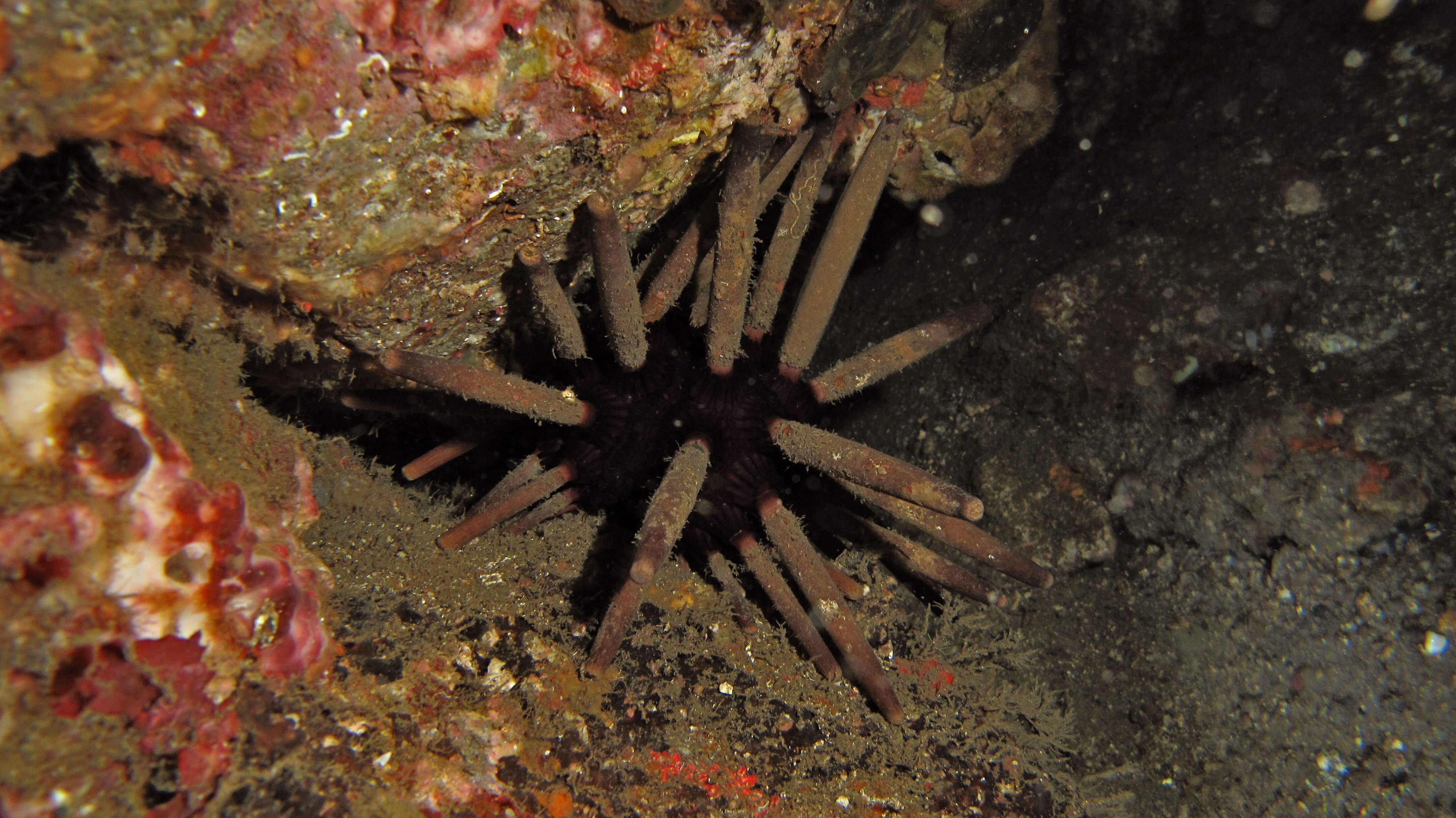 Image of Imperial urchin